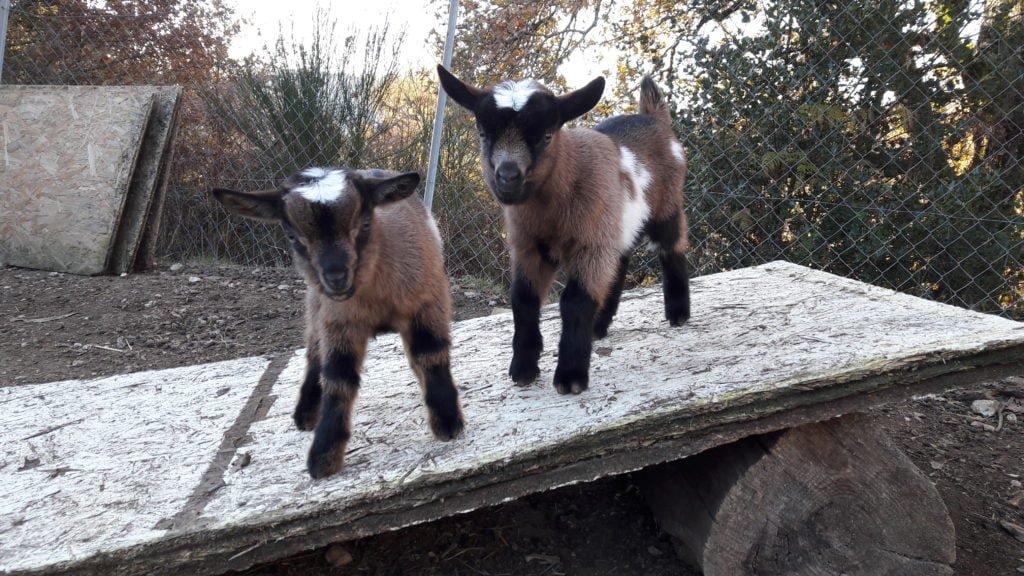 animaux de la ferme du camping